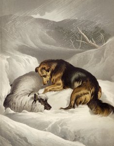 Schapenredding door Edwin after Landseer